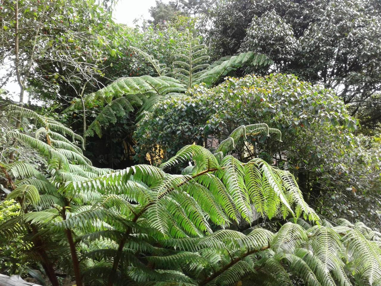 King Fern Cottage Nuwara Eliya Bagian luar foto